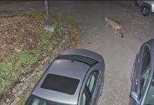 Mountain lion noticed close to Orinda house – KTVU FOX 2 San Francisco