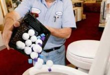 These bogs flushed with success – East Bay Occasions