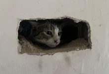 Look: Stranded cat rescued from proprietor’s chimney